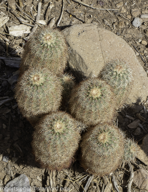 Big Bend National Park